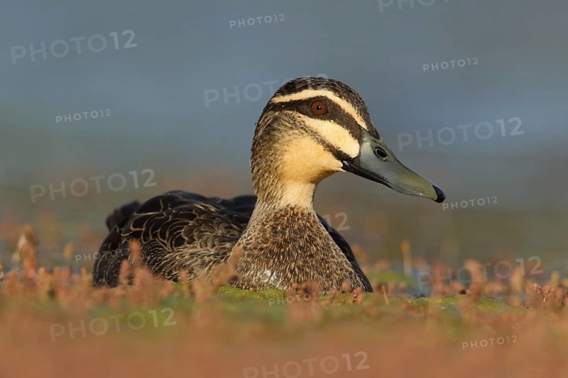 Pacific Black Duck (Anas superciliosa), Victoria, Australia