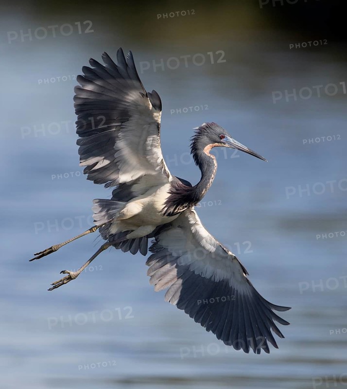 Tricolored Heron (Egretta tricolor) male flying, Florida, USA