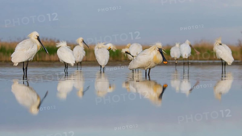 Eurasian Spoonbill (Platalea leucorodia) group, Pusztaszer, Hungary