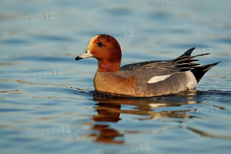 Eurasian Wigeon (Mareca penelope) male, Arizona, USA