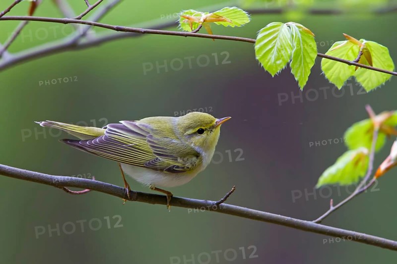 Wood warbler, (Phylloscopus sibilatrix), animals, birds, songbirds, perch, biotope, habitat, foraging, deciduous warbler family, Neustadt an der Weinstrass district, Rhineland-Palatinate, Germany