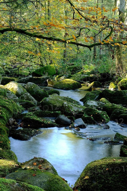 A quiet river flows through an autumnal, mossy forest, illuminated by daylight, Saußbach, Bavarian Forest National Park
