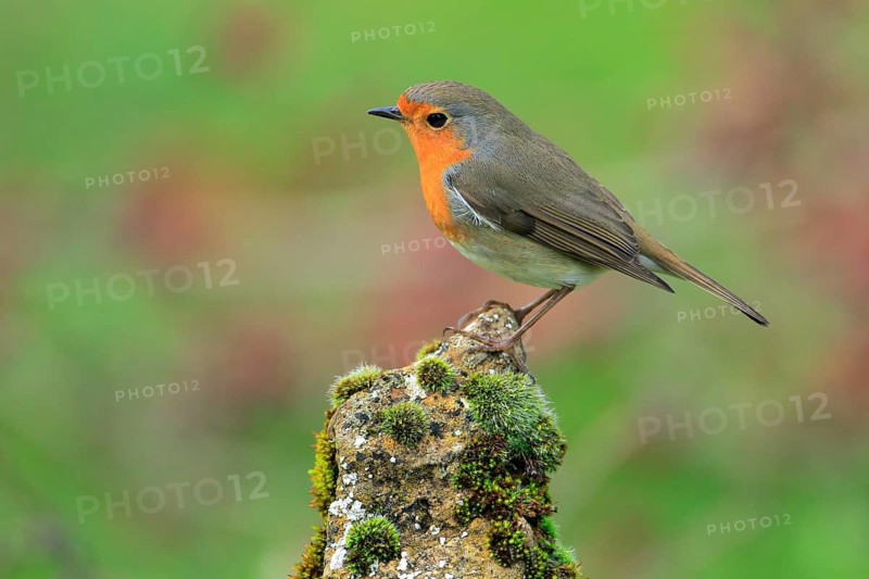 European Robin (Erithacus rubecula), Andalusia, Spain
