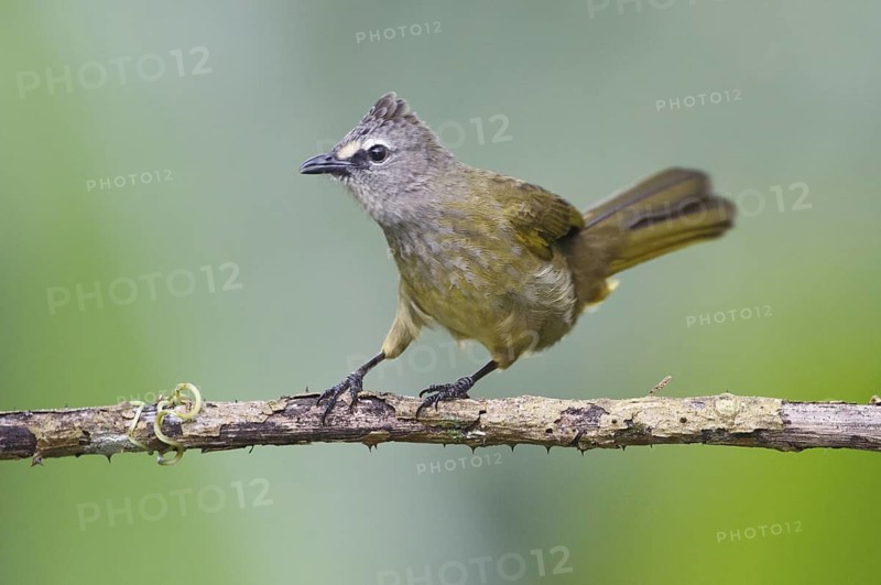 Flavescent Bulbul (Pycnonotus flavescens), Mae Wong, Thailand