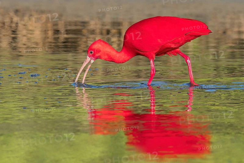 Scarlet Ibis (Eudocimus ruber) in a swamp in Colombia, South America