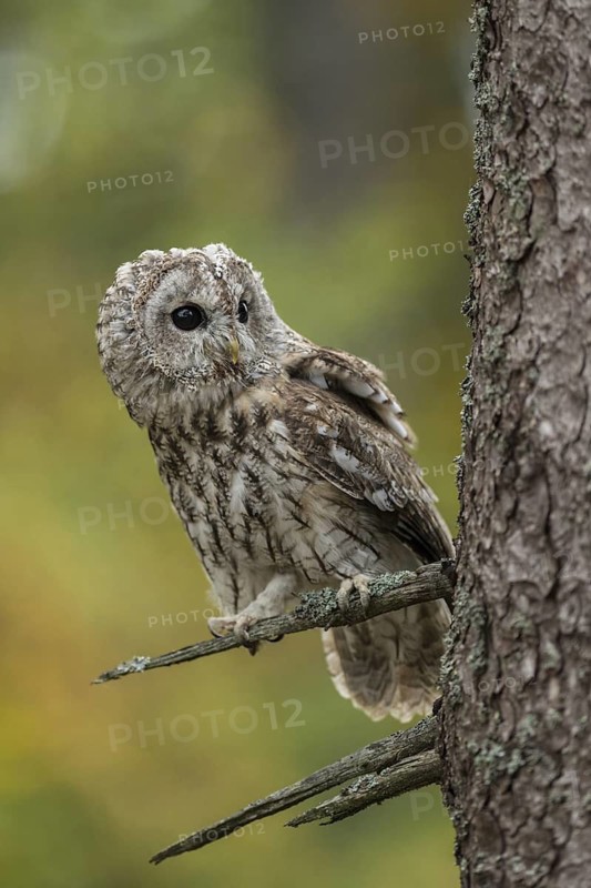 Tawny Owl (Strix aluco) perched on a branch, North Rhine-Westphalia, Germany