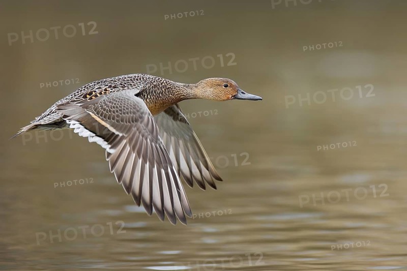 Northern Pintail (Anas acuta) female flying, British Columbia, Canada