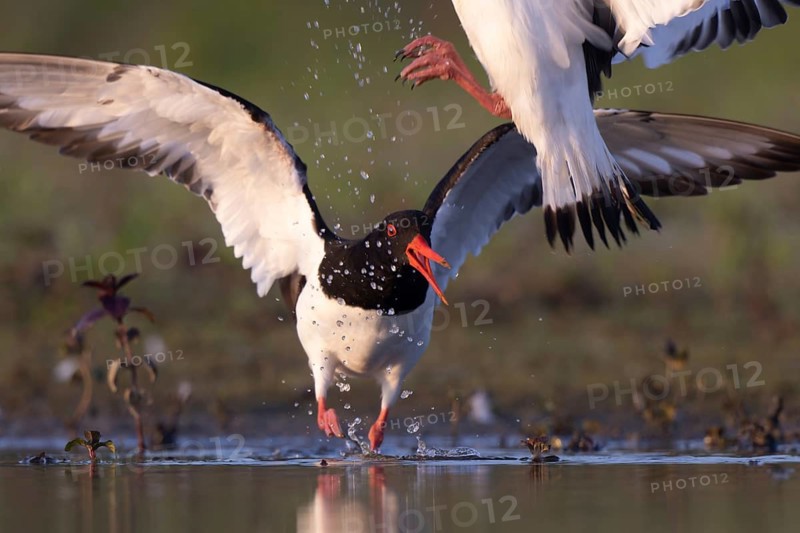 Eurasian Oystercatcher (Haematopus ostralegus), North Rhine-Westphalia, Germany