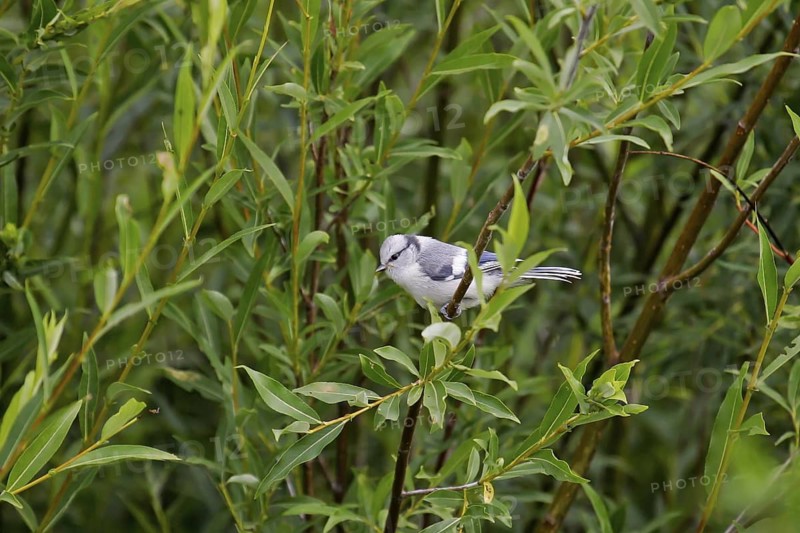 Azure Tit (Cyanistes cyanus) juvenile, Onon River, Mongolia