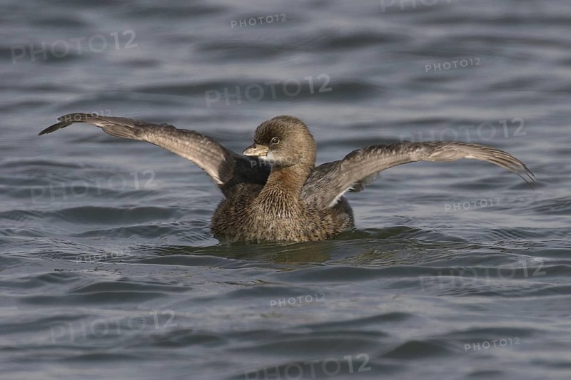 Pied-billed Grebe (Podilymbus podiceps), California, USA