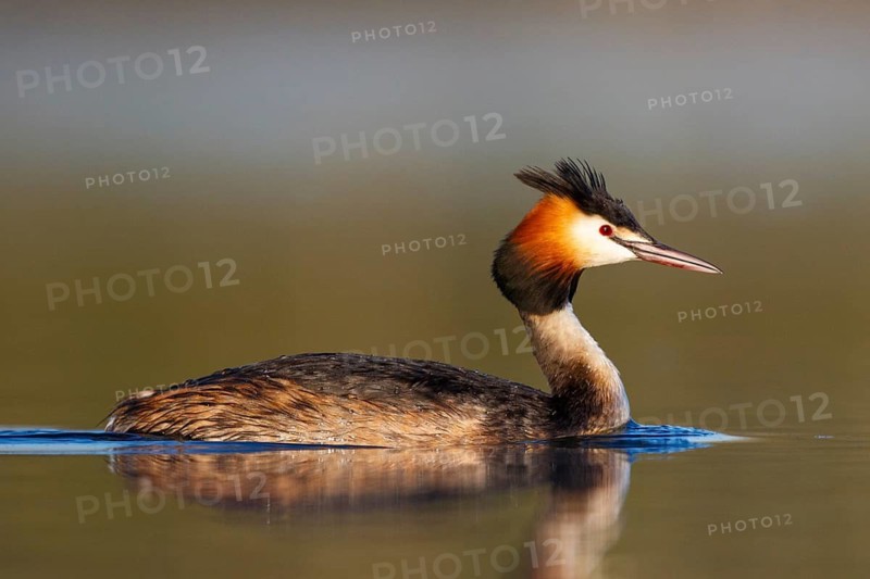 Great Crested Grebe (Podiceps cristatus), North Rhine-Westphalia, Germany