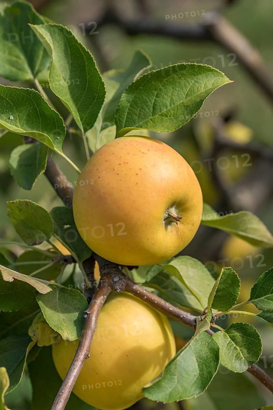 Apple (Malus domestica 'Solaris'), apples, fruit, fruit, fruit, apple tree, close-up, m