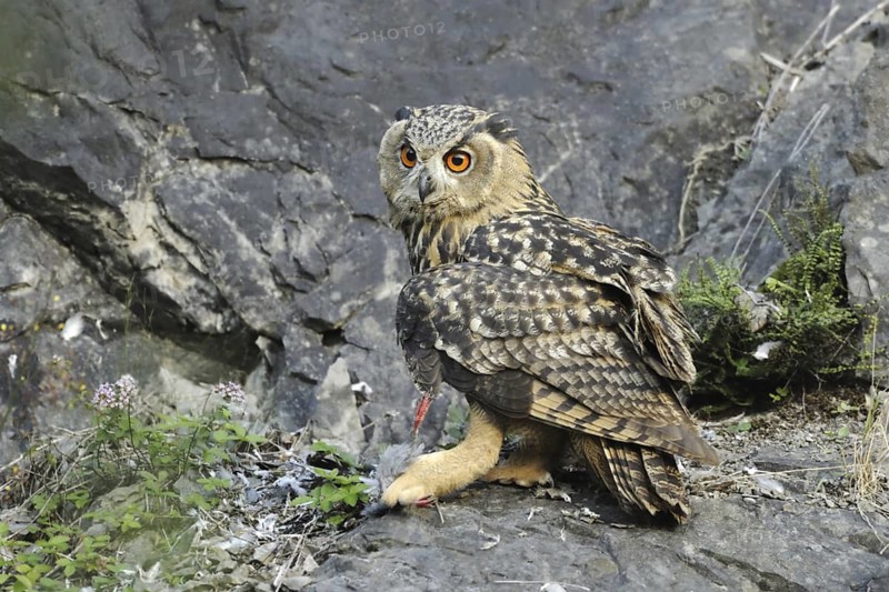 Eurasian Eagle-Owl (Bubo bubo), North Rhine-Westphalia, Germany