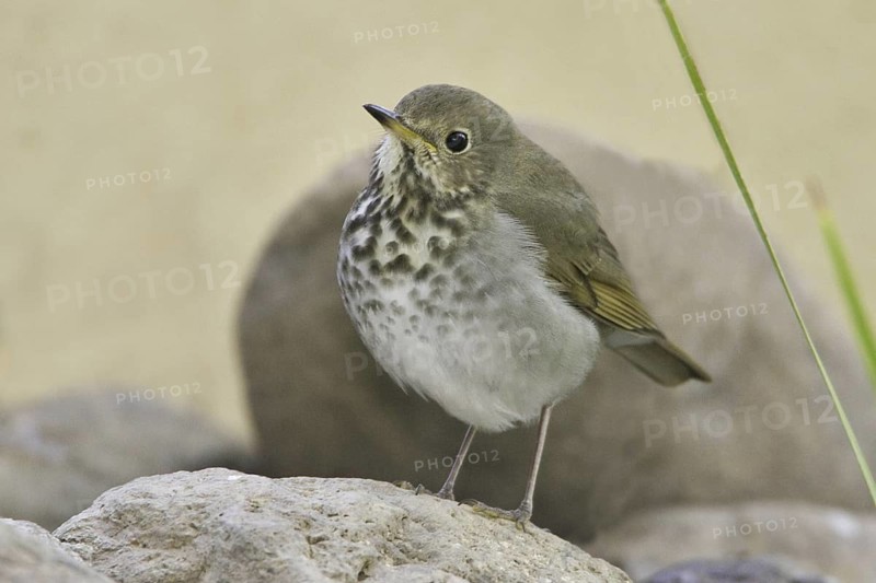 Hermit Thrush (Catharus guttatus), Arizona, USA