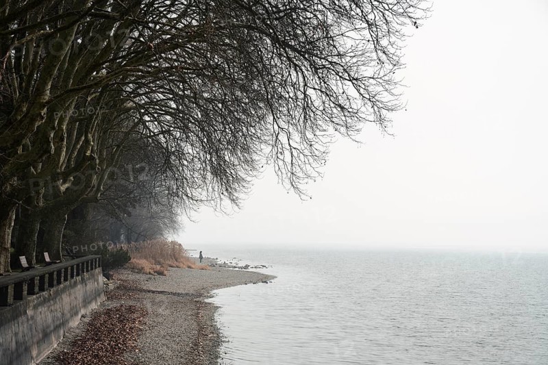 Foggy atmosphere on the Mettnau peninsula near Radolfzell am Lake Constance, Konstanz district, Baden-Württemberg, Germany
