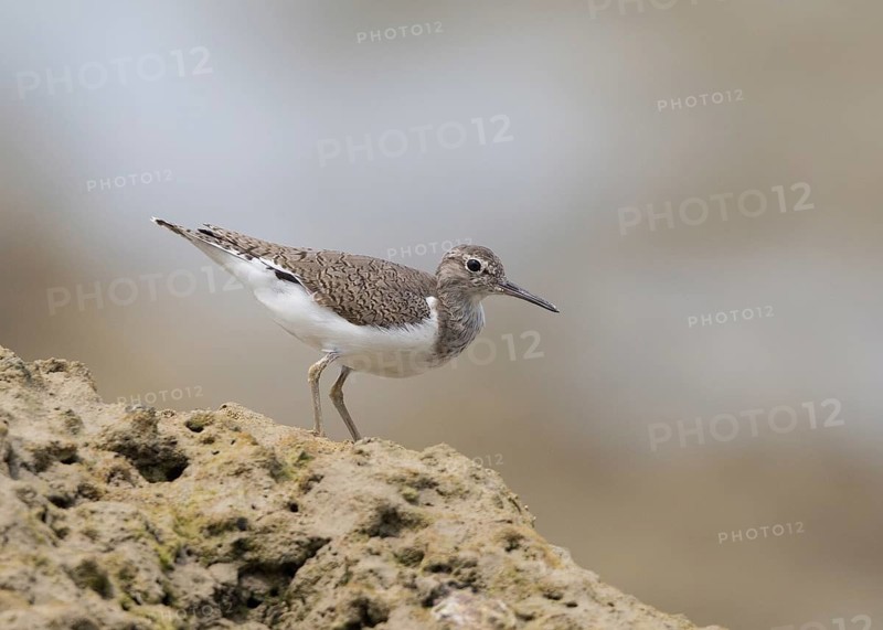 Common Sandpiper (Actitis hypoleucos), Thailand