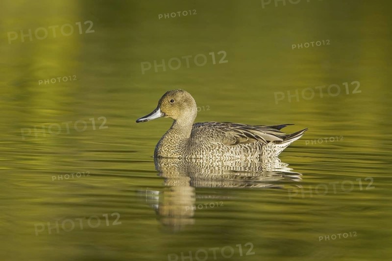 Northern Pintail (Anas acuta) female, British Columbia, Canada