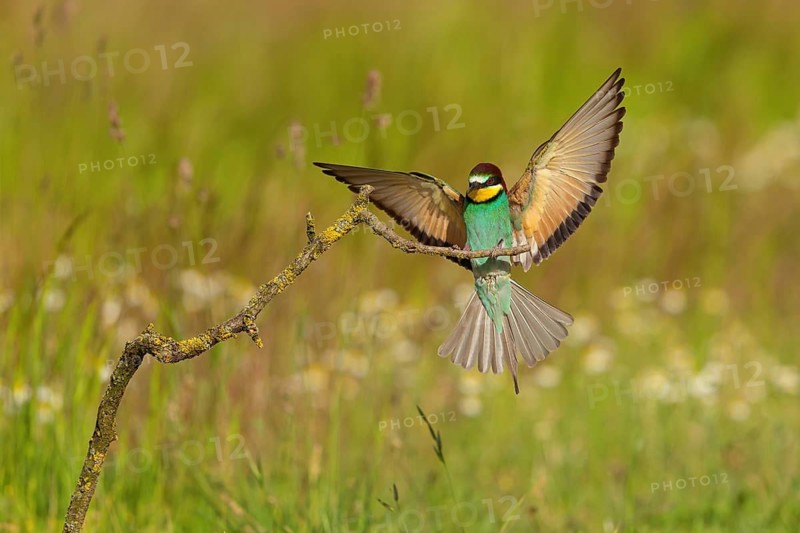 Bee-eater, (Merops apiaster), perch, Tiszaalp-r, Kiskuns-gi National Park, B-cs-Kiskun, Hungary
