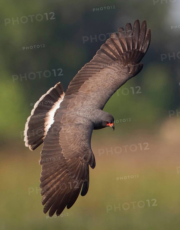 Snail Kite (Rostrhamus sociabilis) male flying, Florida, USA