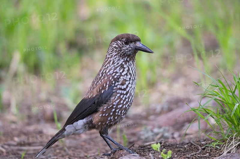Spotted Nutcracker (Nucifraga caryocatactes), Bulgarien
