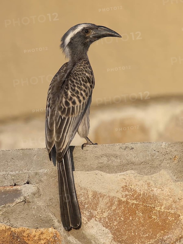 African Grey Hornbill (Lophoceros nasutus), South Africa