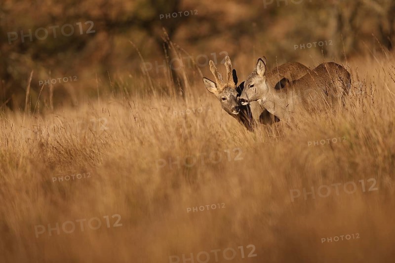 A pair of roe deer gracefully stand in a sunlit field, surrounded by tall, golden grasses. The serene scene captures the quiet beauty of wildlife in a natural setting
