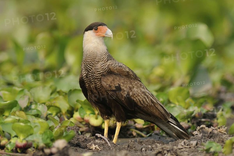 Southern Crested Caracara (Caracara plancus), Pantanal, Brazil