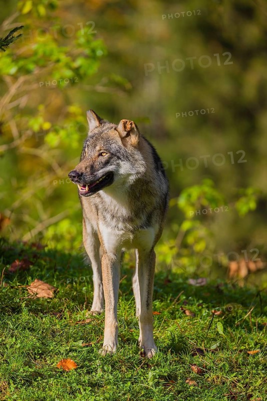 A eurasian gray wolf (Canis lupus lupus) stands on a meadow on a hill with a colourful foliage in the background
