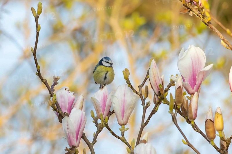 Blue tit (Cyanistes caeruleus) adult garden bird perched in a flowering Magnolia tree in spring, Suffolk, England, United Kingdom