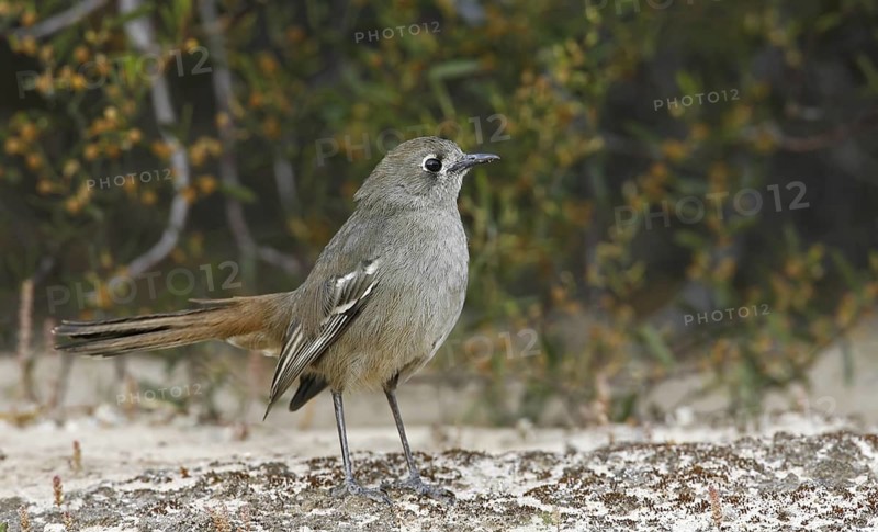 Southern Scrub Robin (Drymodes brunneopygia), Victoria, Australia