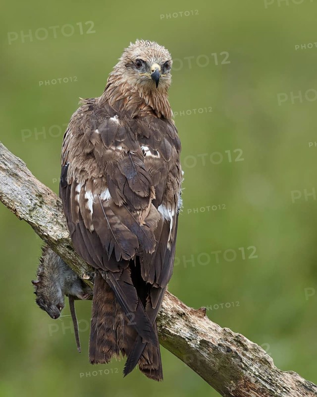Black Kite (Milvus migrans) juvenile, Mecklenburg-Western Pomerania, Germany