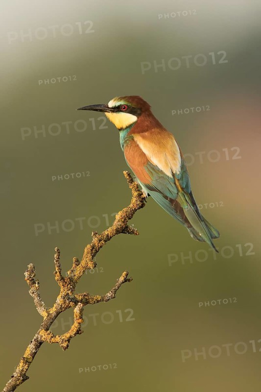 European Bee-eater (Merops apiaster) perched on a lichen branch, Serbia