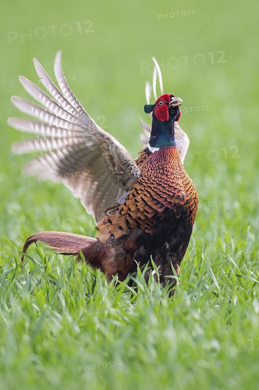 Common Pheasant (Phasianus colchicus) male mating, Lower Saxony, Germany