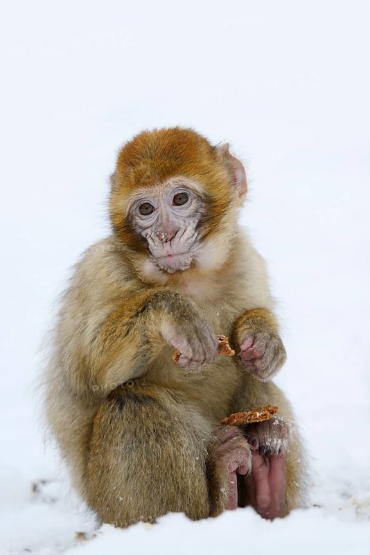 Barbary macaque or magot (Macaca sylvanus), young animal sitting in the snow and eating, winter, Azrou, Morocco
