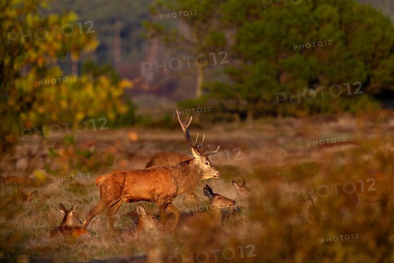 The red deer (Cervus elaphus) moves through its herd, rutting season, October, Denmark