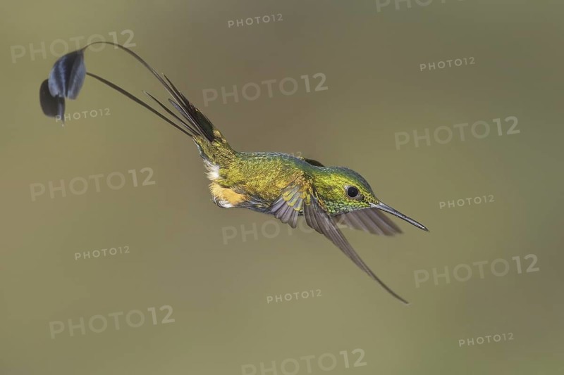 Booted Racket-tail (Ocreatus underwoodii), Ecuador