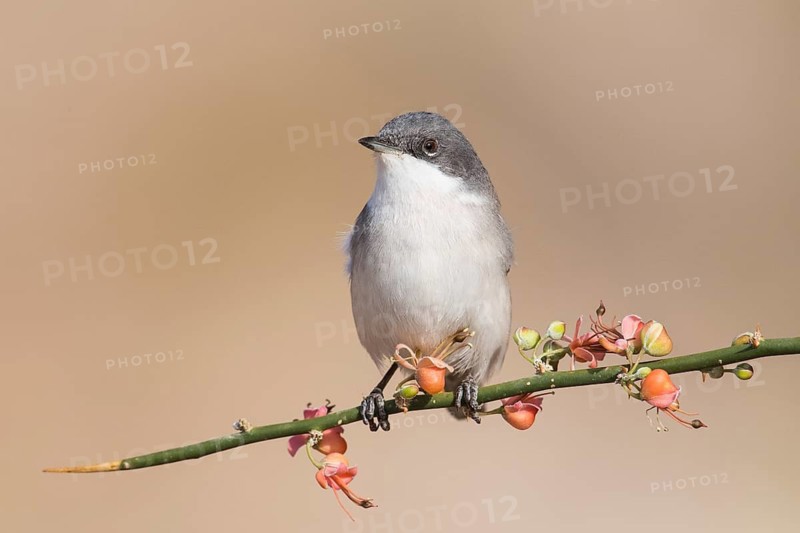 Lesser Whitethroat (Sylvia curruca) perched on a twig, Eilat, Israel
