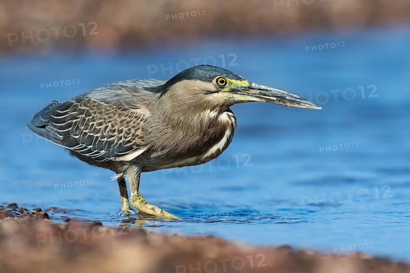Striated Heron (Butorides striata), Eilat, Israel