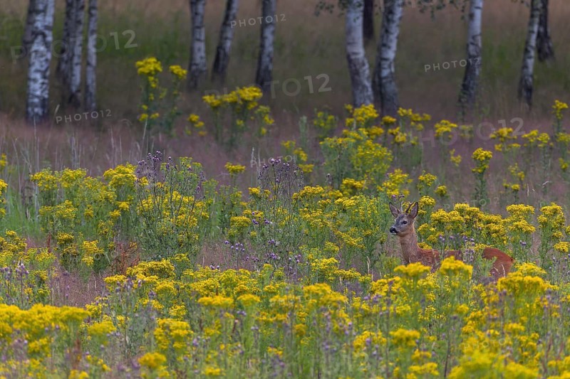 The stand of this roebuck (Capreolus capreolus) is located in a meadow with large stands of ragwort, a very dangerous poisonous plant for grazing and wild animals, dangerous, flowering meadow, summer coat, July, Germany