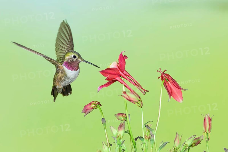 Broad-tailed Hummingbird (Selasphorus platycercus) male flying, Colorado, USA