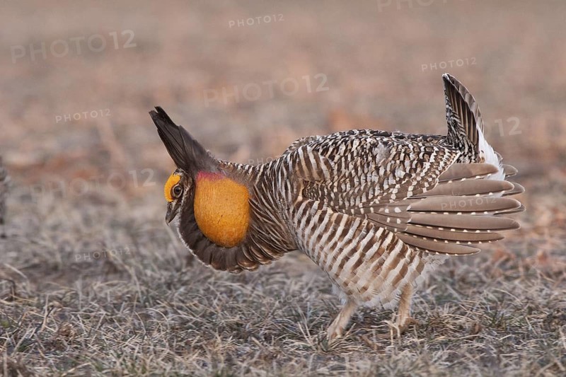 Greater Prairie Chicken (Tympanuchus cupido) male displaying, Wisconsin, USA
