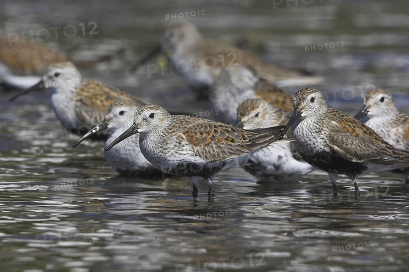 Dunlin (Calidris alpina), British Columbia, Canada