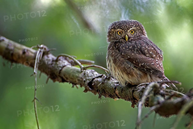 Eurasian Pygmy Owl (Glaucidium passerinum), Saxony, Germany