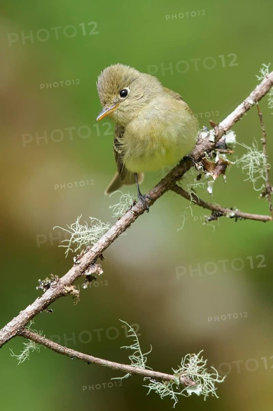 Pacific Slope Flycatcher (Empidonax difficilis) perched on a branch in Victoria, BC, Canada