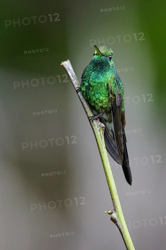 Cuban Emerald (Chlorostilbon ricordii) perched on a branch in Cuba