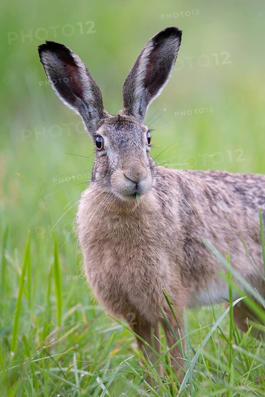 European hare (Lepus europaeus) in a forest clearing, portrait, Tyrol, Austria
