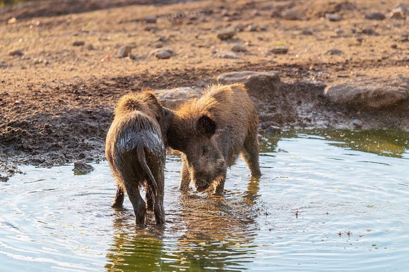 Two wild boars (Sus scrofa) are fighting fiercely in a backlit puddle. Bavaria, Germany