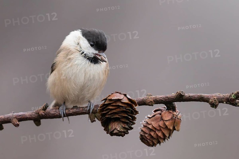 Willow Tit (Poecile montanus) perched on a branch, Lower Saxony, Germany