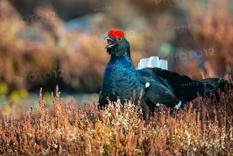 Black grouse (Lyrurus tetrix), black grouse courtship in Sweden, Fågelsjö, Gävleborgs län, Sweden