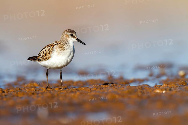 Little Stint (Calidris minuta), Castile-La Mancha, Spain